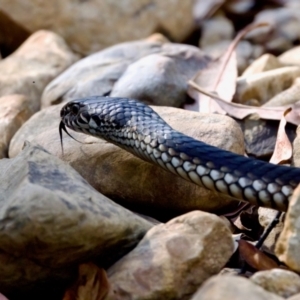 Austrelaps ramsayi at Namadgi National Park - 9 Mar 2024 04:12 PM