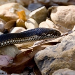 Austrelaps ramsayi at Namadgi National Park - 9 Mar 2024 04:12 PM