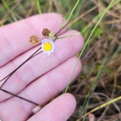 Brachyscome rigidula (Hairy Cut-leaf Daisy) at Namadgi National Park - 8 Mar 2024 by BethanyDunne