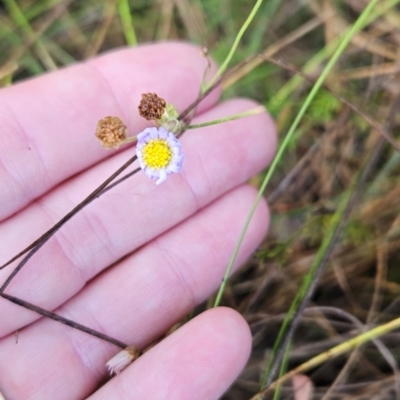 Brachyscome rigidula (Hairy Cut-leaf Daisy) at Tennent, ACT - 8 Mar 2024 by BethanyDunne