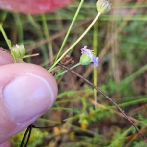 Brachyscome rigidula at Namadgi National Park - 9 Mar 2024 08:11 AM