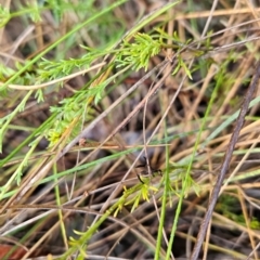 Brachyscome rigidula at Namadgi National Park - 9 Mar 2024 08:11 AM