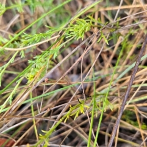 Brachyscome rigidula at Namadgi National Park - 9 Mar 2024 08:11 AM