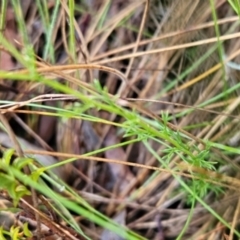 Brachyscome rigidula at Namadgi National Park - 9 Mar 2024 08:11 AM