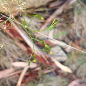 Senecio sp. at Namadgi National Park - 9 Mar 2024 08:45 AM