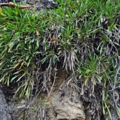 Calotis scabiosifolia var. integrifolia (Rough Burr-daisy) at Namadgi National Park - 8 Mar 2024 by BethanyDunne