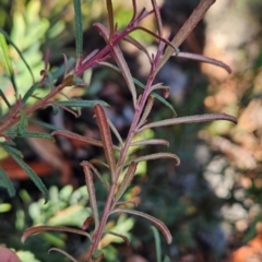 Olearia erubescens at Namadgi National Park - 9 Mar 2024