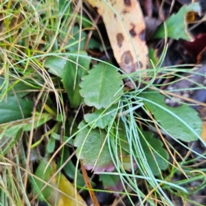 Brachyscome spathulata at Namadgi National Park - 9 Mar 2024