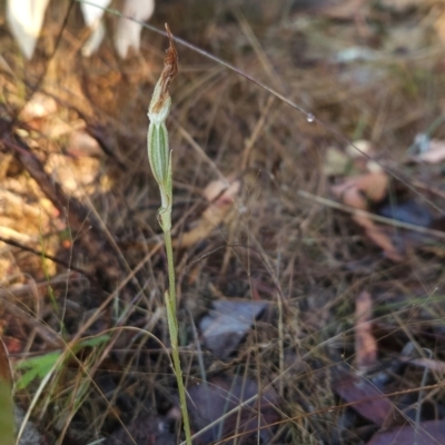 Diplodium sp. (A Greenhood) at Tennent, ACT - 8 Mar 2024 by BethanyDunne