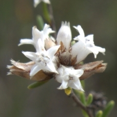 Cryptandra ericoides (Heathy Cryptandra) at Morton National Park - 6 Mar 2024 by RobG1