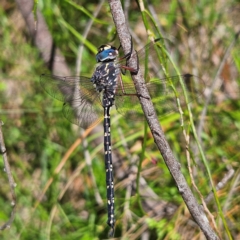 Austroaeschna obscura (Sydney Mountain Darner) at Monga National Park - 10 Mar 2024 by MatthewFrawley