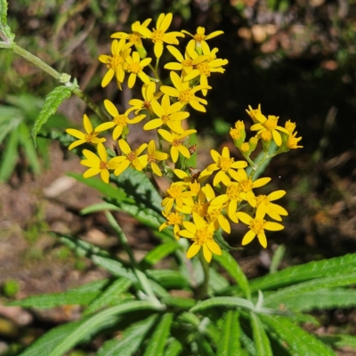 Senecio linearifolius var. arachnoideus (Cobweb Fireweed Groundsel) at Monga, NSW - 9 Mar 2024 by MatthewFrawley