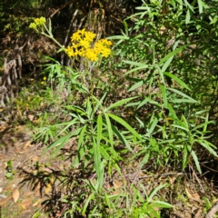 Senecio linearifolius var. arachnoideus at Monga National Park - 10 Mar 2024 10:47 AM