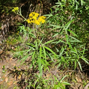 Senecio linearifolius var. arachnoideus at Monga National Park - 10 Mar 2024