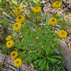 Xerochrysum bracteatum (Golden Everlasting) at QPRC LGA - 10 Mar 2024 by MatthewFrawley