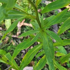 Xerochrysum bracteatum at Monga National Park - 10 Mar 2024