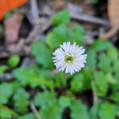 Lagenophora stipitata (Common Lagenophora) at Monga, NSW - 9 Mar 2024 by MatthewFrawley