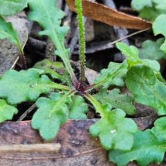 Lagenophora stipitata at QPRC LGA - 10 Mar 2024