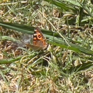 Junonia villida at Holt, ACT - suppressed