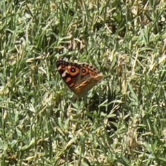 Junonia villida at Holt, ACT - suppressed