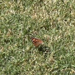 Junonia villida at Holt, ACT - suppressed