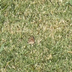 Junonia villida at Holt, ACT - suppressed