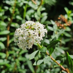 Platysace lanceolata (Shrubby Platysace) at QPRC LGA - 10 Mar 2024 by MatthewFrawley
