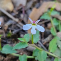 Lobelia purpurascens (White Root) at QPRC LGA - 10 Mar 2024 by MatthewFrawley