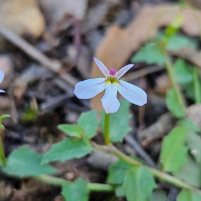 Lobelia purpurascens (White Root) at Monga National Park - 10 Mar 2024 by MatthewFrawley