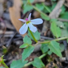 Lobelia purpurascens at QPRC LGA - 10 Mar 2024