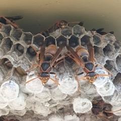 Polistes (Polistella) humilis (Common Paper Wasp) at Weston, ACT - 15 Feb 2024 by jmcleod