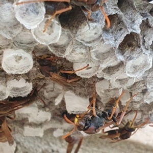 Polistes (Polistella) humilis at Weston, ACT - 15 Feb 2024