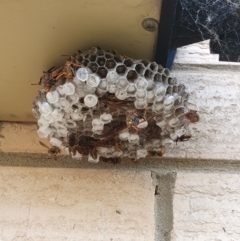 Polistes (Polistella) humilis at Weston, ACT - 15 Feb 2024