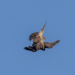 Falco longipennis (Australian Hobby) at Jerrabomberra Wetlands - 10 Mar 2024 by rawshorty