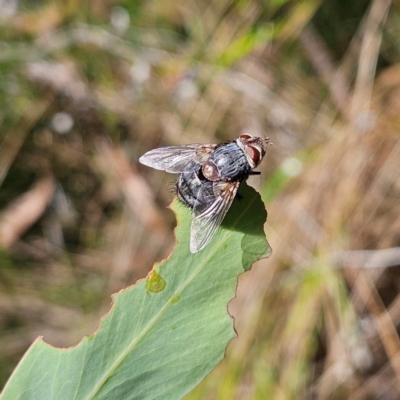 Calliphora vicina (European bluebottle) at Monga National Park - 10 Mar 2024 by MatthewFrawley