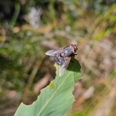 Calliphora vicina at QPRC LGA - 10 Mar 2024