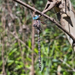 Austroaeschna parvistigma (Swamp Darner) at Monga, NSW - 10 Mar 2024 by MatthewFrawley