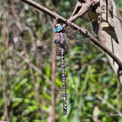 Austroaeschna parvistigma (Swamp Darner) at Monga, NSW - 10 Mar 2024 by MatthewFrawley