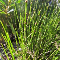 Amperea xiphoclada (Broom Spurge) at Monga, NSW - 10 Mar 2024 by MatthewFrawley