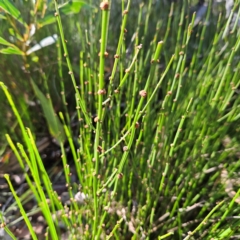 Amperea xiphoclada (Broom Spurge) at QPRC LGA - 10 Mar 2024 by MatthewFrawley