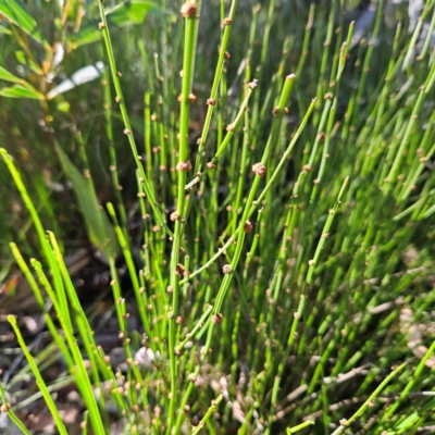 Amperea xiphoclada (Broom Spurge) at Monga National Park - 10 Mar 2024 by MatthewFrawley