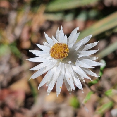 Helichrysum leucopsideum (Satin Everlasting) at Monga, NSW - 10 Mar 2024 by MatthewFrawley