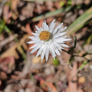 Helichrysum leucopsideum at QPRC LGA - 10 Mar 2024