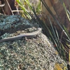 Liopholis whitii (White's Skink) at Tennent, ACT - 8 Mar 2024 by BethanyDunne