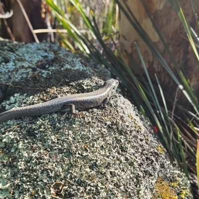 Liopholis whitii (White's Skink) at Namadgi National Park - 8 Mar 2024 by BethanyDunne