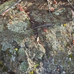 Liopholis whitii at Namadgi National Park - 9 Mar 2024