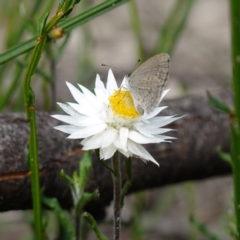Helichrysum leucopsideum (Satin Everlasting) at Morton National Park - 6 Mar 2024 by RobG1