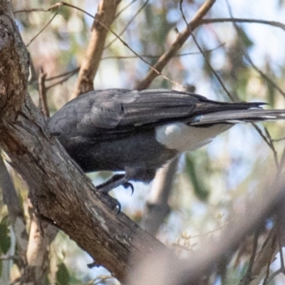 Strepera graculina (Pied Currawong) at Chiltern-Mt Pilot National Park - 23 Feb 2024 by Petesteamer