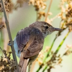 Acrocephalus australis (Australian Reed-Warbler) at Chiltern-Mt Pilot National Park - 24 Feb 2024 by Petesteamer