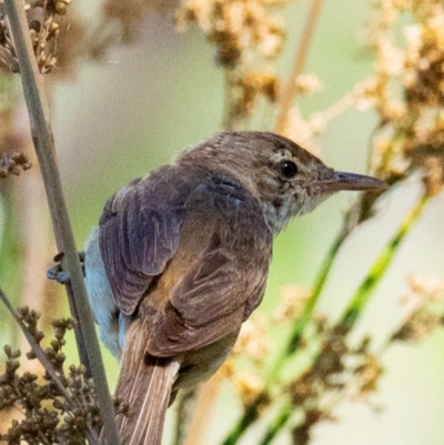 Acrocephalus australis (Australian Reed-Warbler) at Chiltern-Mt Pilot National Park - 24 Feb 2024 by Petesteamer